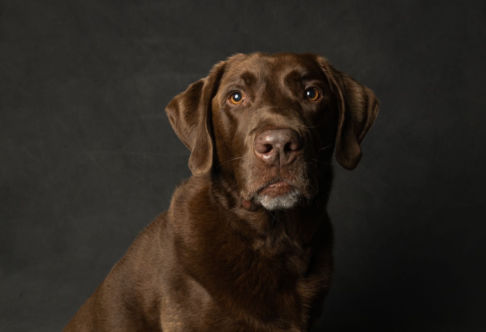 Happy, healthy dog with a bright smile