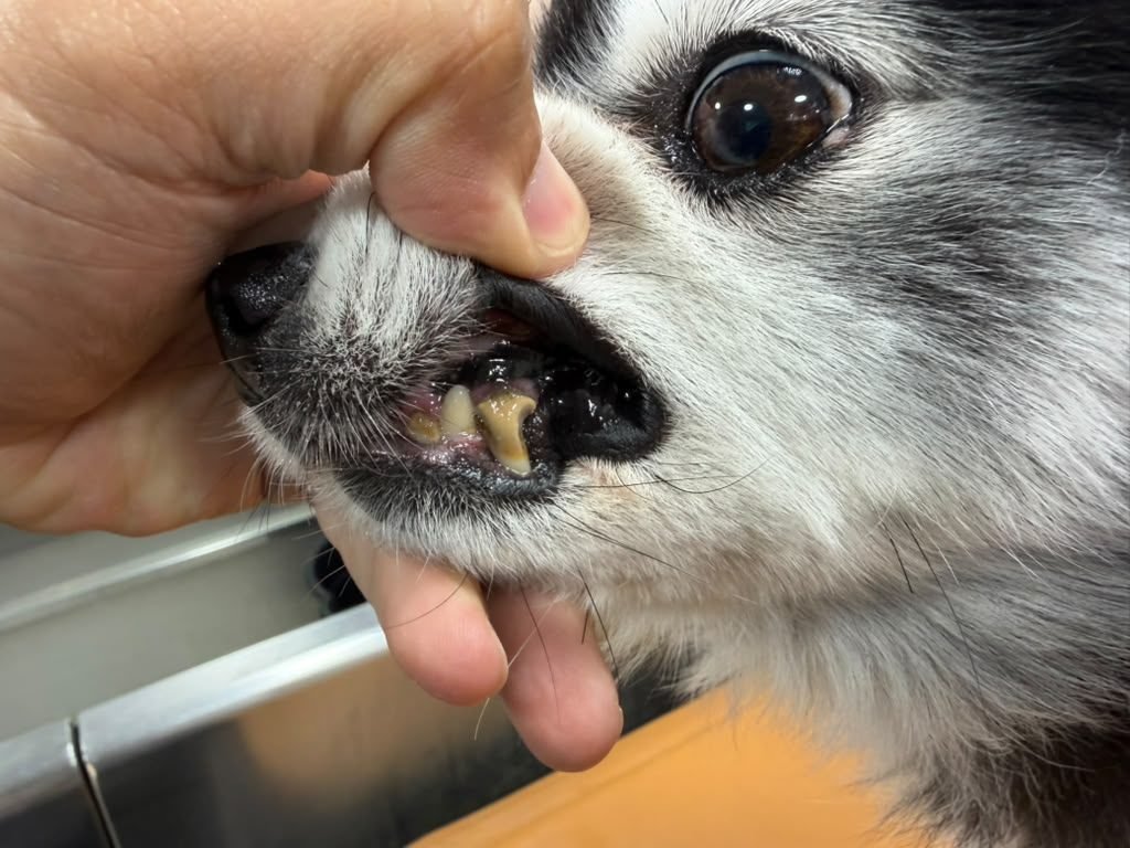 Dog's teeth with tartar before cleaning