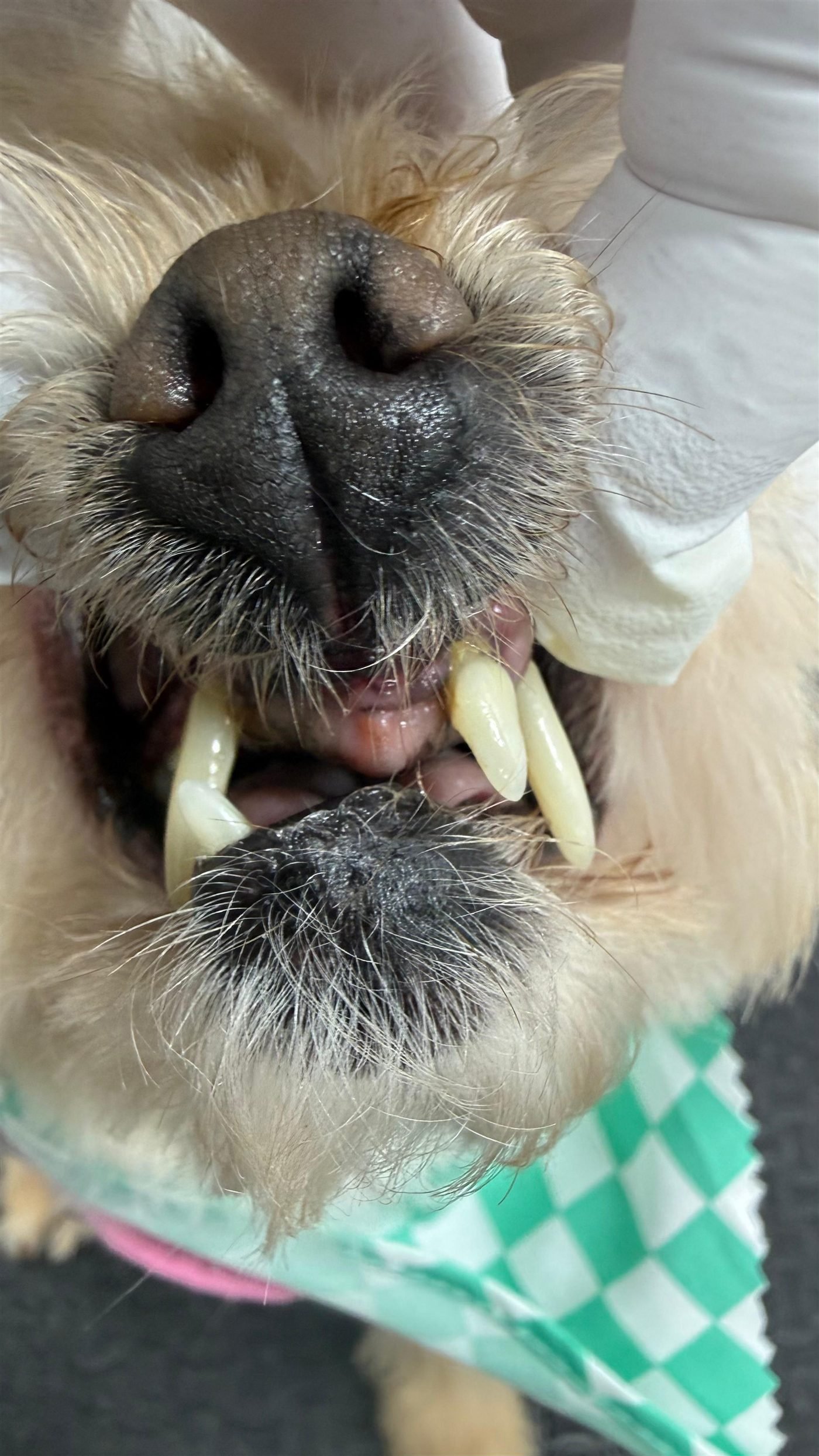 Dog teeth after anesthesia-free cleaning — real client result