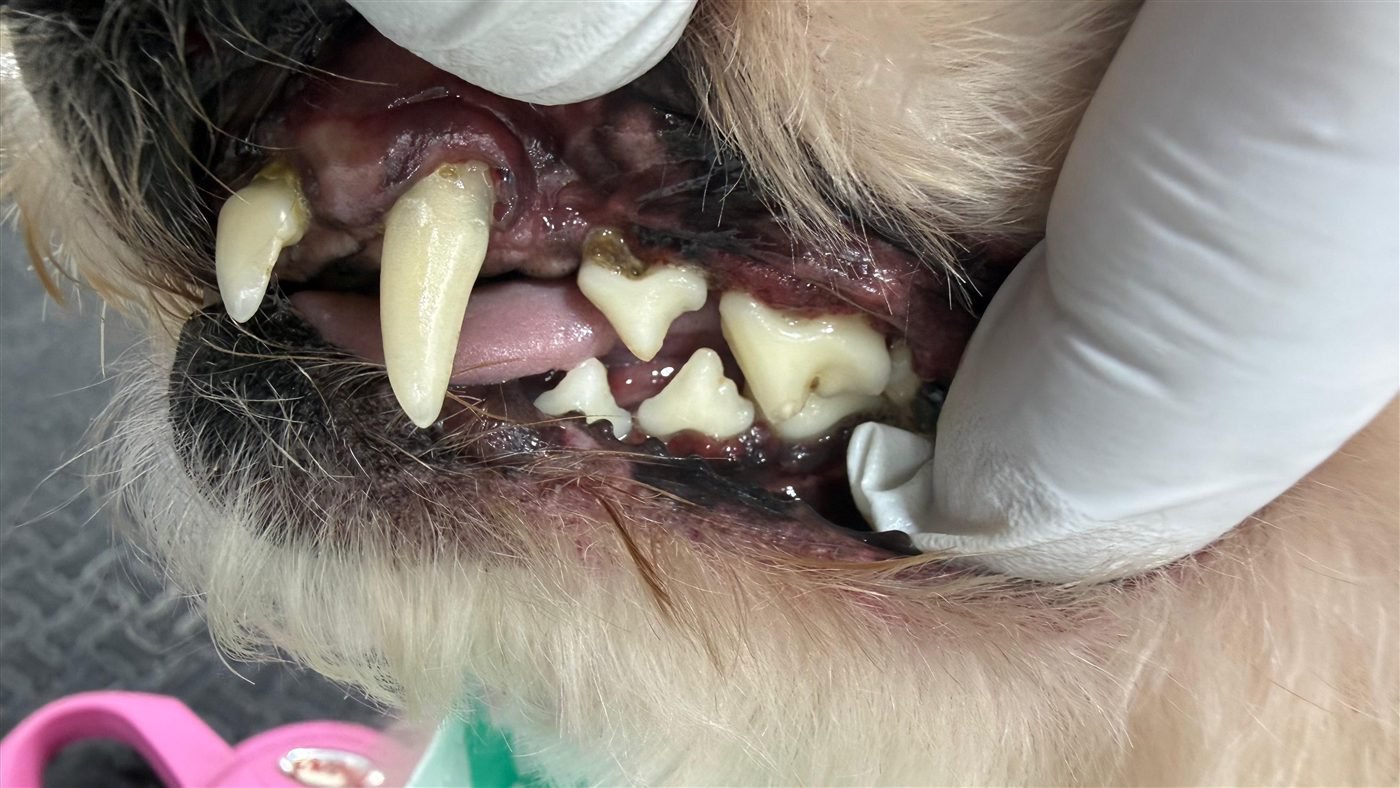 Dog teeth after anesthesia-free cleaning — real client result