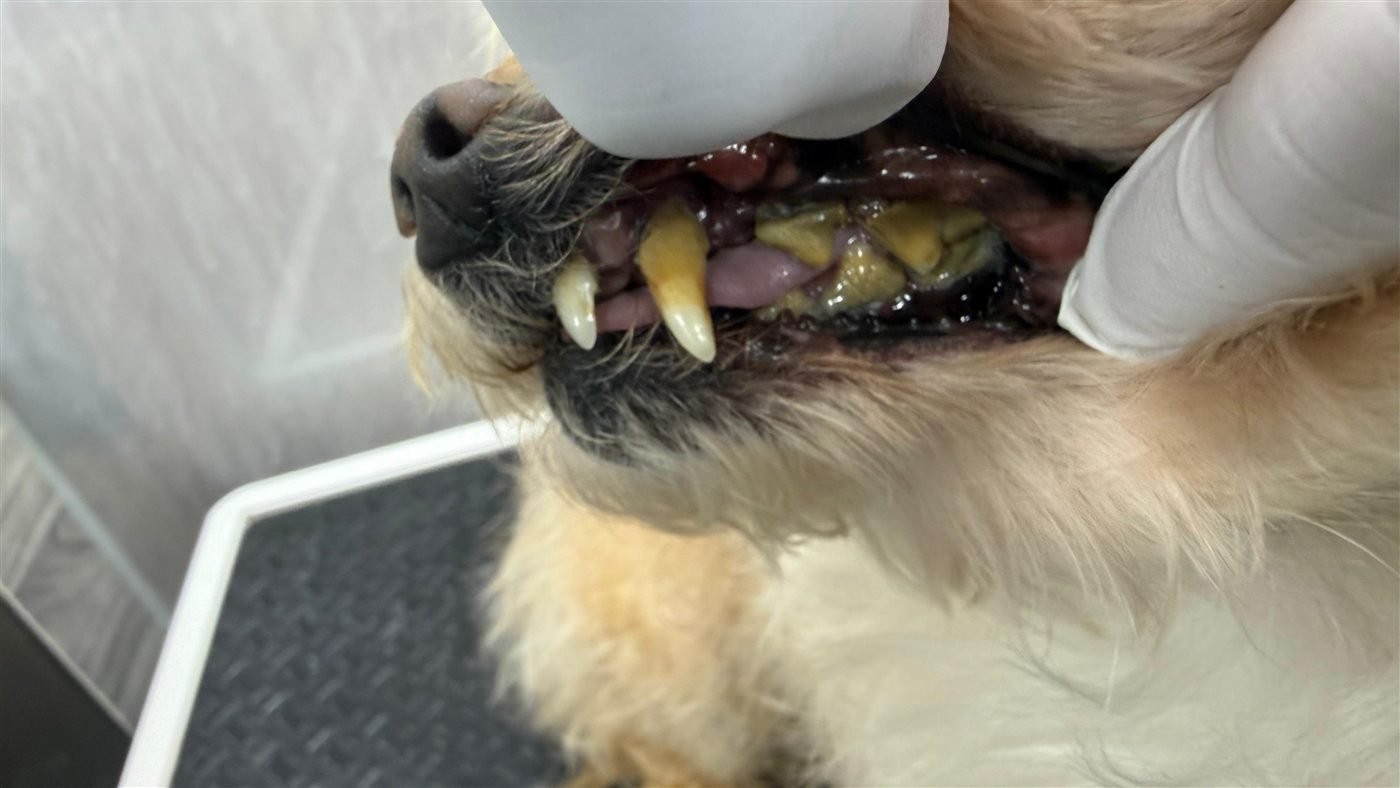 Dog teeth before anesthesia-free cleaning — real client result