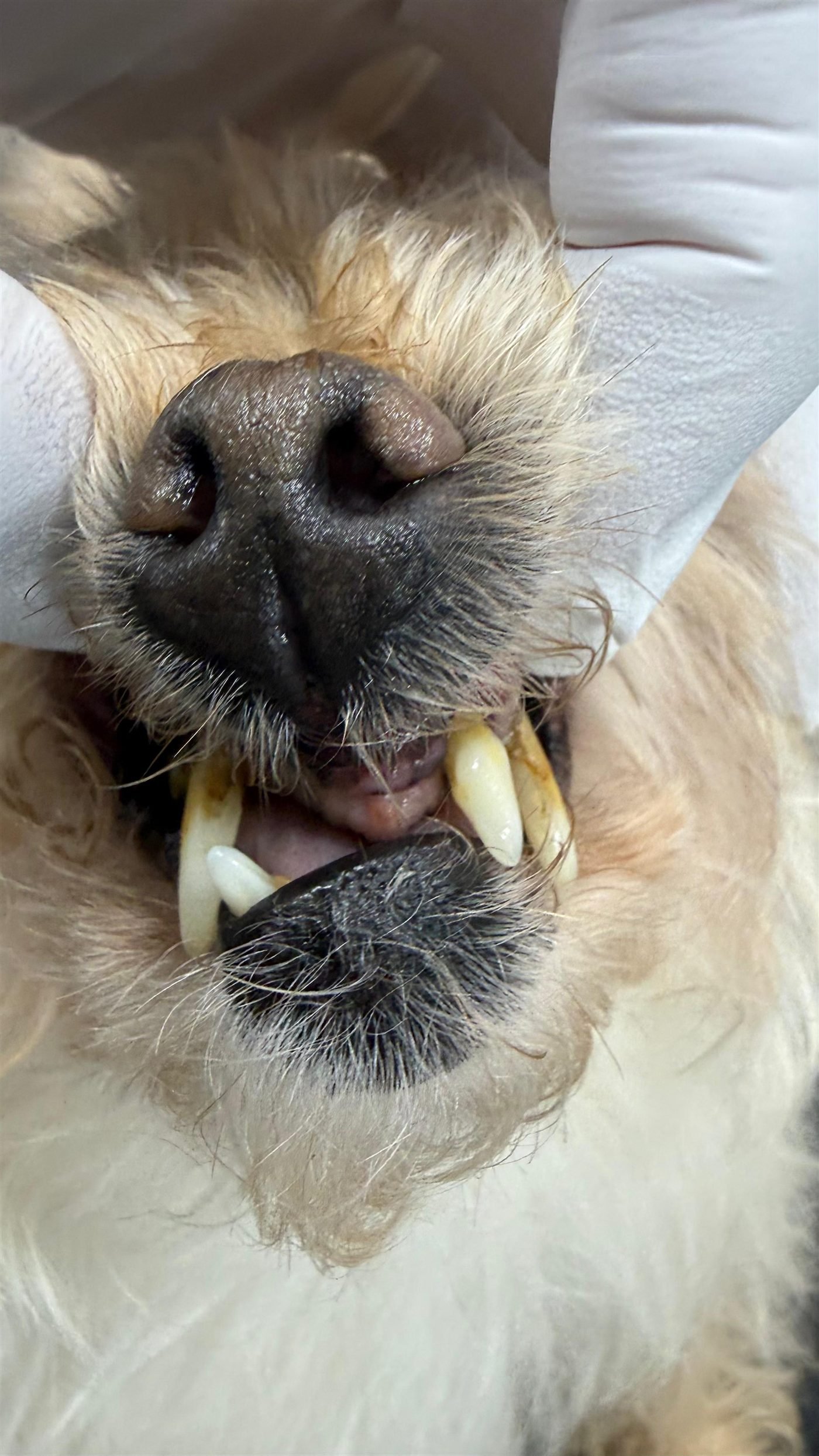 Dog teeth before anesthesia-free cleaning — real client result