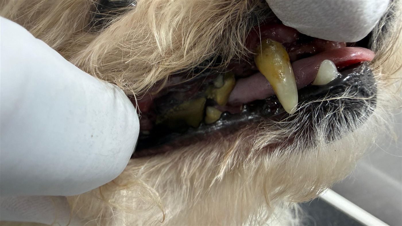 Dog teeth before anesthesia-free cleaning — real client result